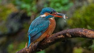 İngiltere'deki Dour Nehri'nde yalıçapkını beslenirken görüntülendi