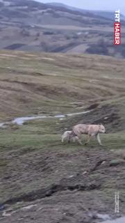 Romanya’da bir kurt ile kuzunun arkadaşlığı...
