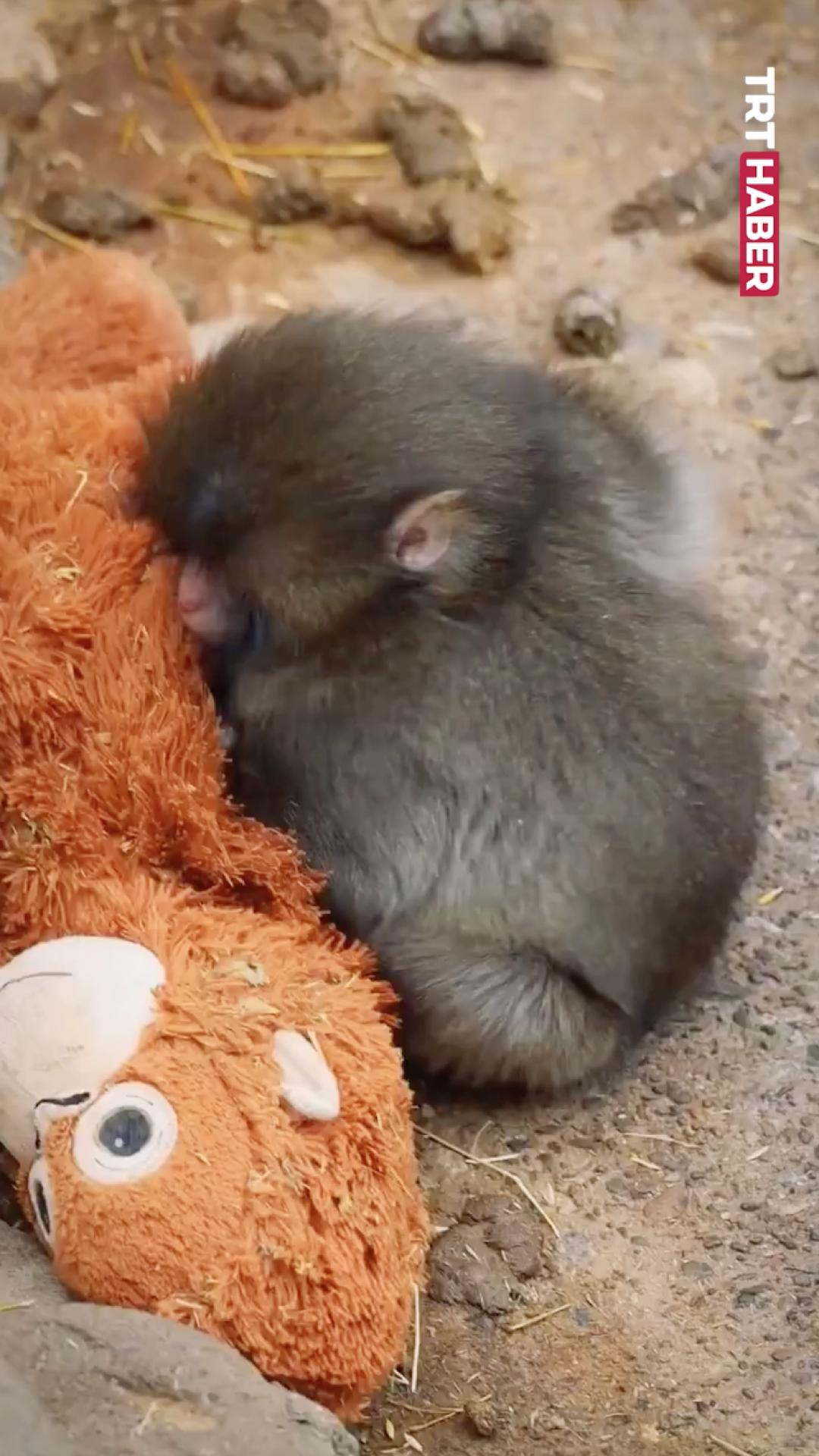 Pelüş maymun oyuncakla vakit geçiriyor