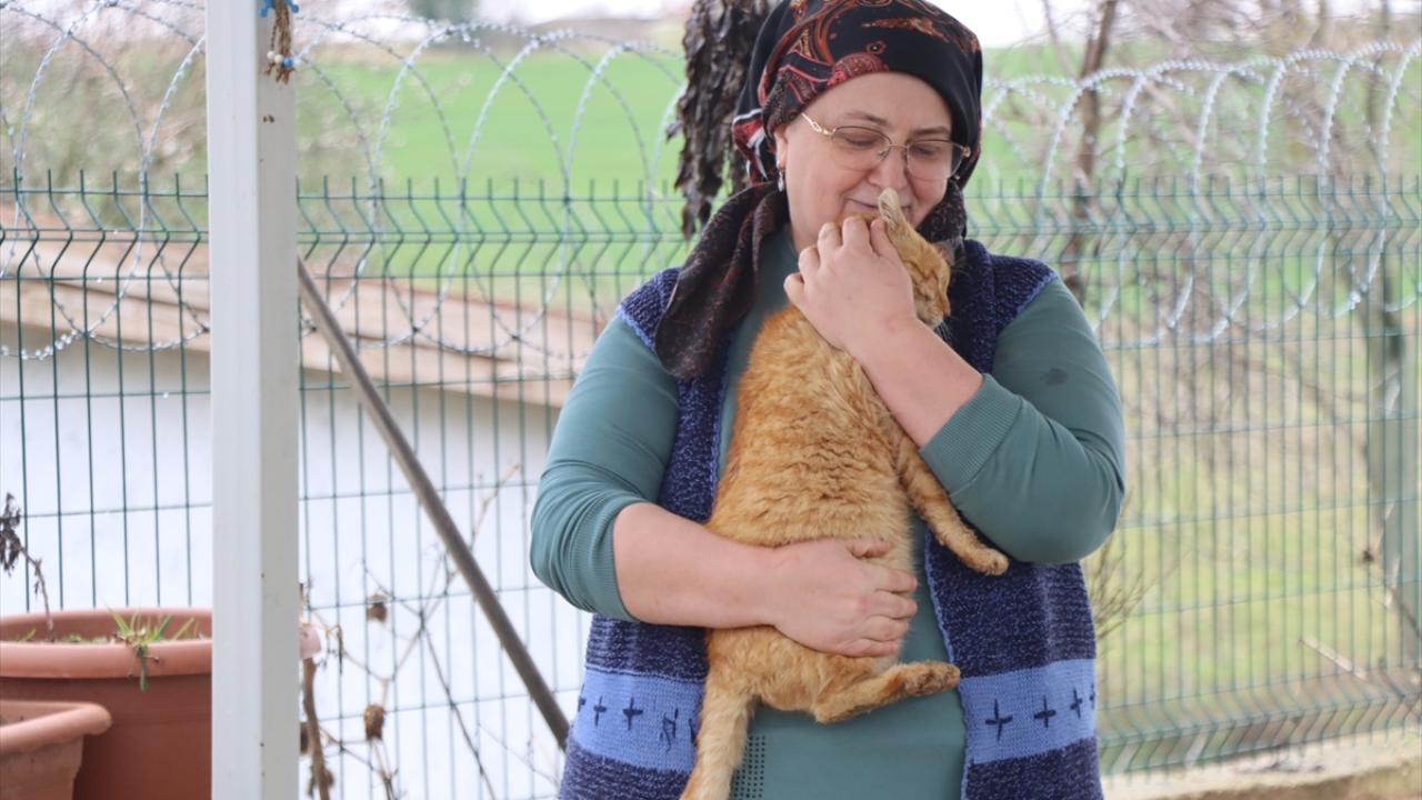 "40`ın üzerinde kedimiz var"