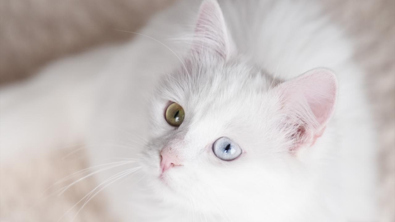 "Endemik bir tür ve koruma altında"