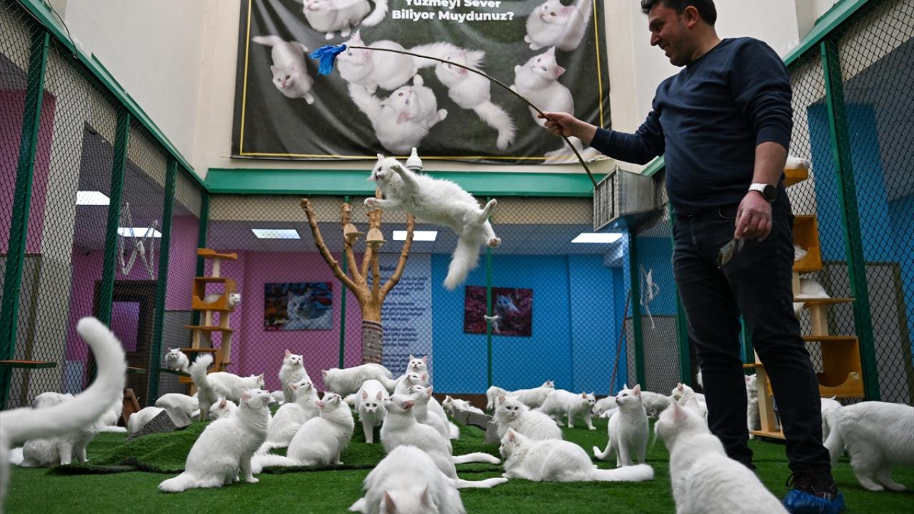 "Daha çok kaliteli yavru elde etme çabası içinde oluyoruz"