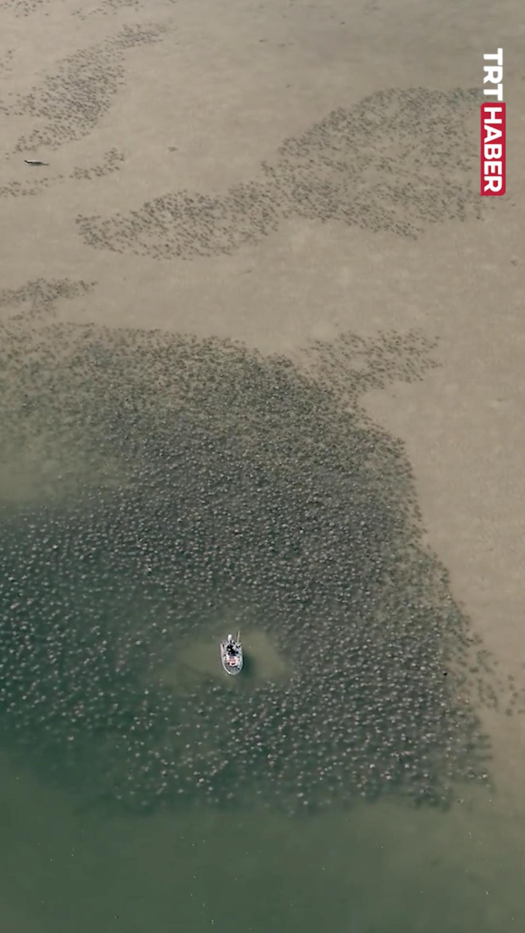 Binlerce vatoz Tampa Körfezi'ni doldurdu
