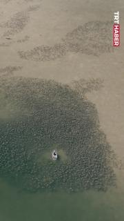 Binlerce vatoz Tampa Körfezi'ni doldurdu