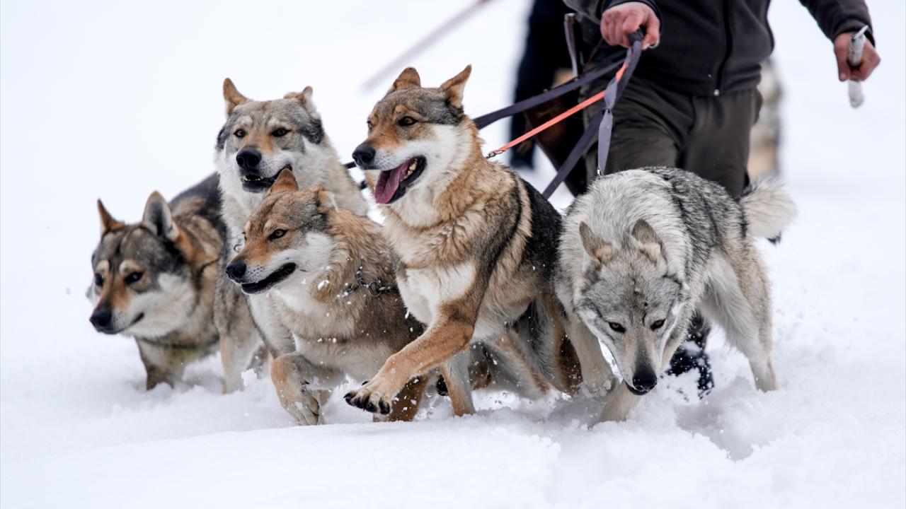 Kışın zorlu kış şartlarına rağmen yaşamına doğada devam ediyor