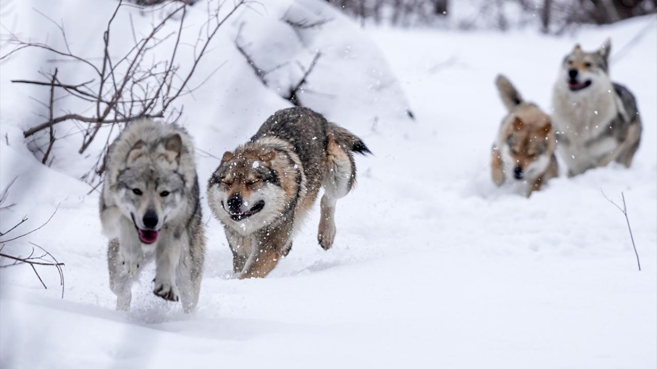 Türk kültürüne sahip çıkıyor