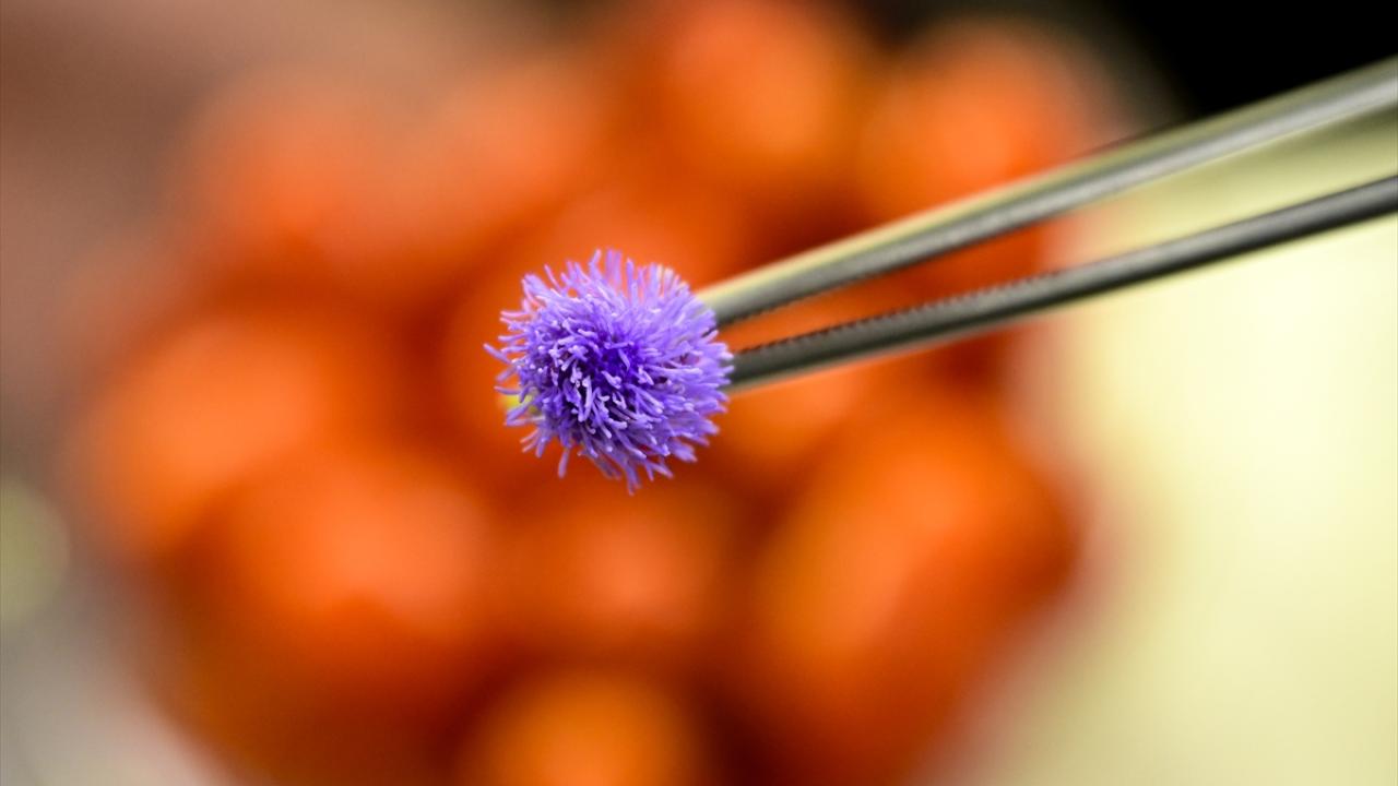 Tohumdan sofraya kontrollü üretim