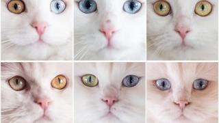 Nesli risk altındaki Ankara kedileri kendilerine özel kedi evinde korunuyor