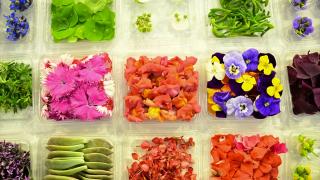 Gastronomi sektöründe yenilebilir çiçeklerin popülerliği arttı