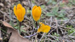 Boğazkale'de baharın habercisi çiğdemler açtı
