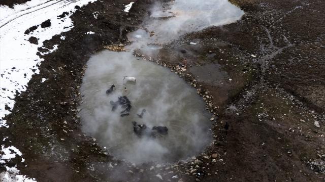 Güroymak’ta kışın manda ve atlara kaplıca banyosu