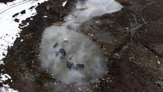 Güroymak’ta kışın manda ve atlara kaplıca banyosu