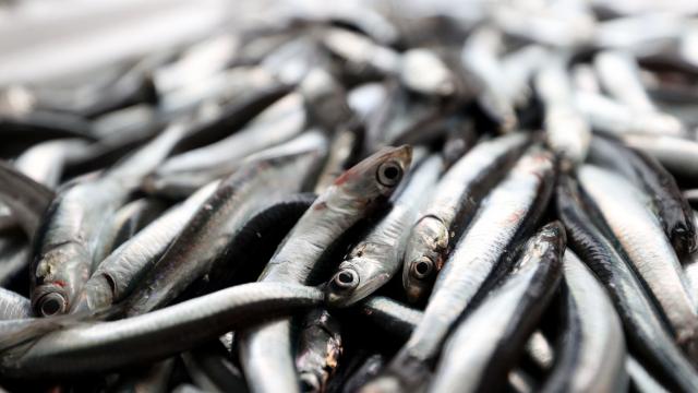 Karadenizli balıkçılar rotalarını İğneada'ya çevirdi