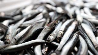 Karadenizli balıkçılar rotalarını İğneada'ya çevirdi