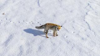 Zorlu kış koşullarının usta avcıları: Kızıl tilkiler