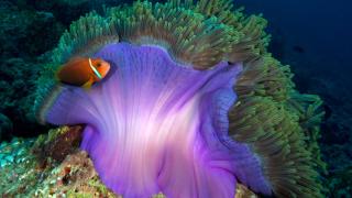 Maldivler’de iklim değişikliği mercan resiflerini tehdit ediyor