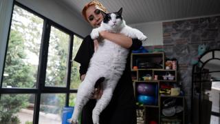Tartıda yaklaşık 12 kiloyu gören kedi Boncuk, diyet ve pilatesle zayıflamaya çalışıyor