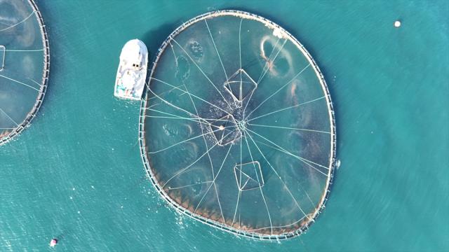 Ordu'da kafes balıkçılığı tesislerinde 2025'te 6 bin ton üretim gerçekleşti