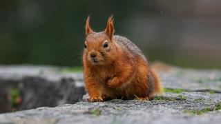 Seğmenler Parkı'nın sevimli sakinleri