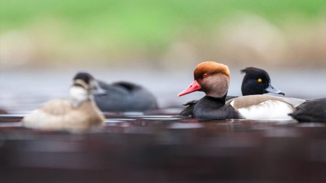 Kocaeli’de su kuşları kışı geçirmek için körfez çevresinde toplandı