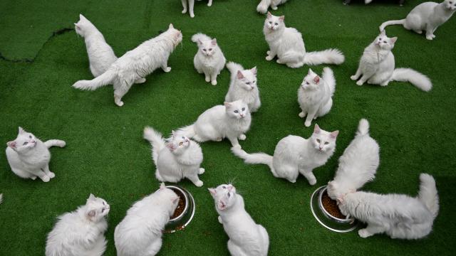 Van'da hedef orijinal Van kedisi yavru sayısını artırmak