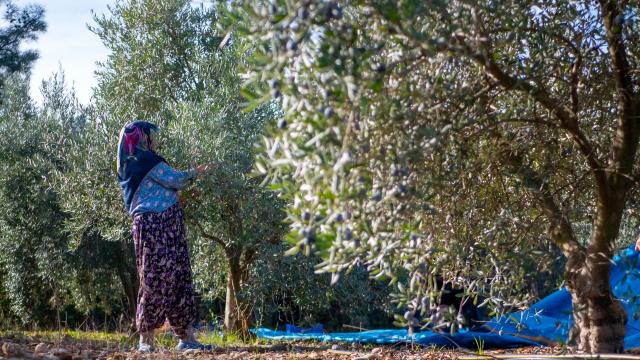 Antalya'da zeytinlik alanlar 20 yılda 2 katına çıktı