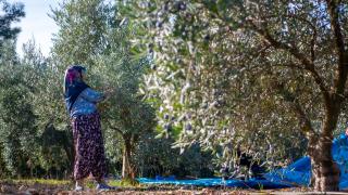 Antalya'da zeytinlik alanlar 20 yılda 2 katına çıktı