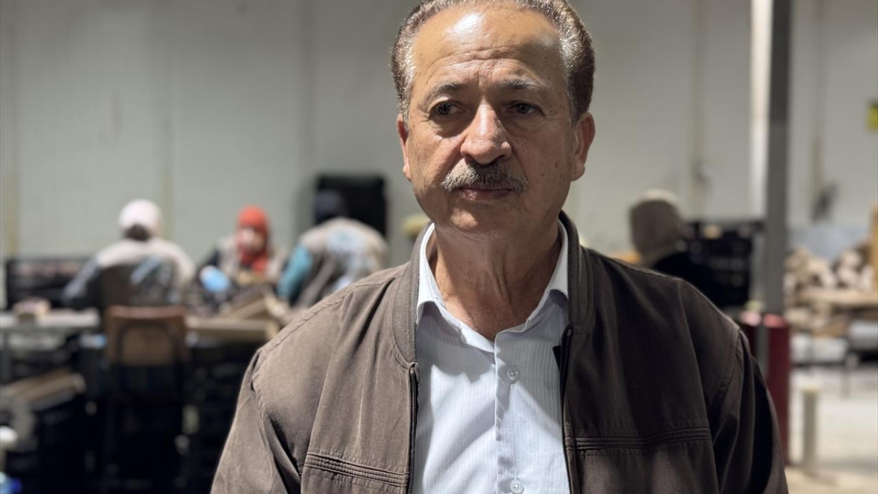 Filistin meşeli hurma çeşitlerinden emin olmak için barkodların incelenmesi gerekir