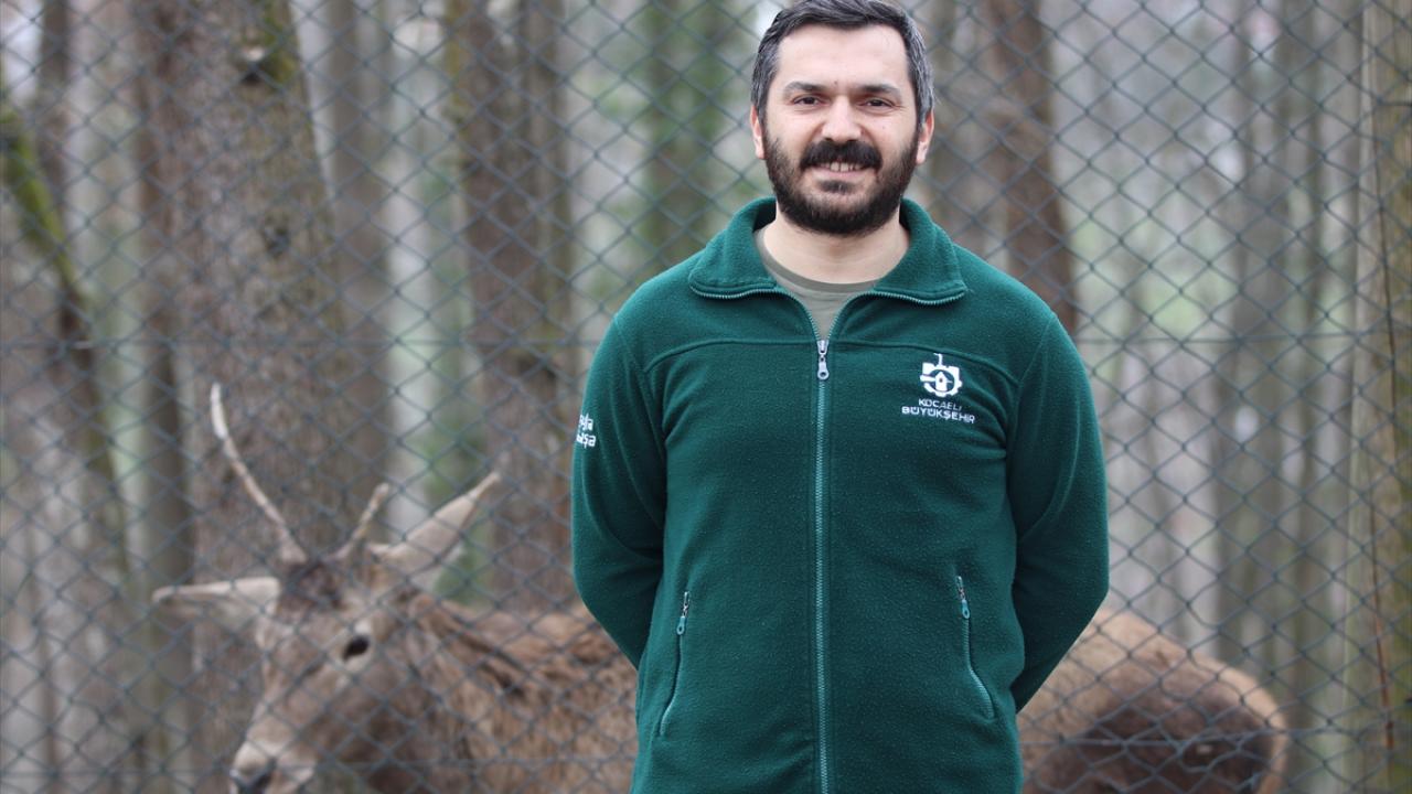 "Bu yıl 10 geyiği daha doğaya salacağız"