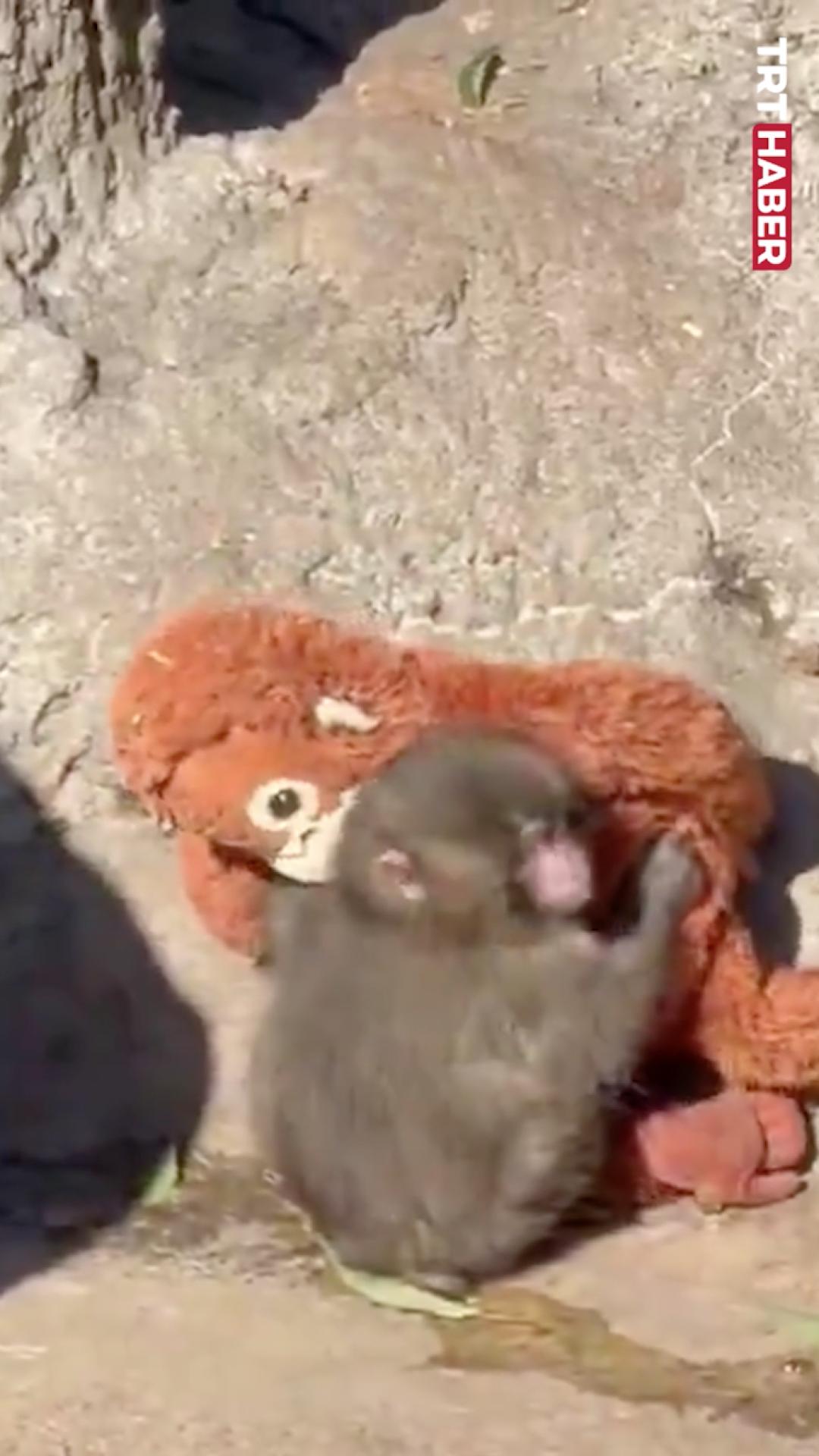 Punch, şiddete uğrayınca annesi sandığı oyuncağa sarıldı