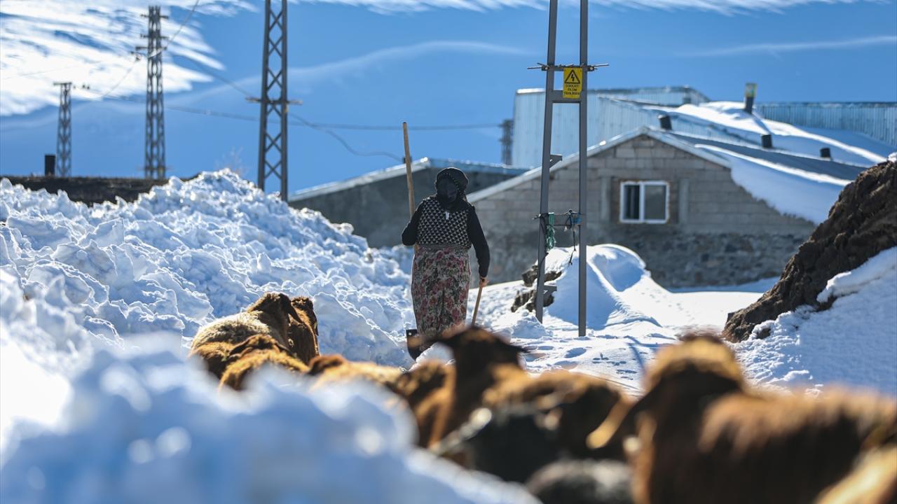 Kar altında kalan otları zorlukla hayvanlara ulaştırıyorlar