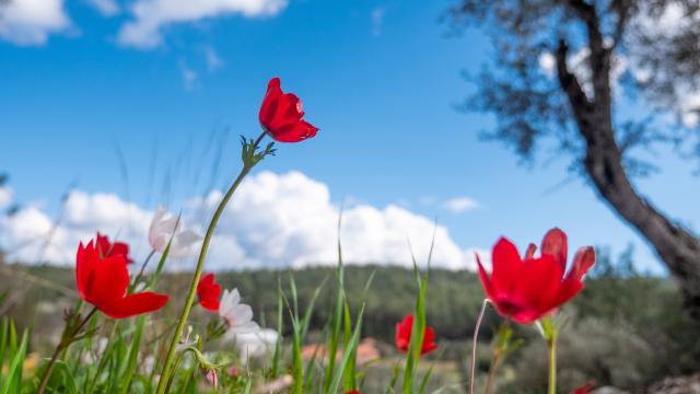 Antalya'da anemonlar doğaya renk katıyor