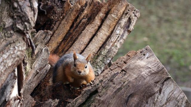 Seğmenler Parkı'nın sevimli sakinleri