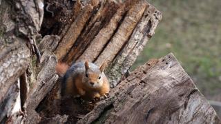 Seğmenler Parkı'nın sevimli sakinleri