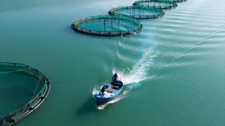 Kahramanmaraş’ta barajlarda üretilen somon ve alabalık ihraç ediliyor