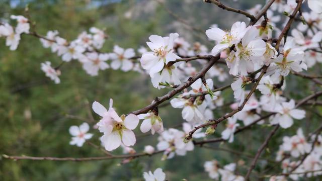 Burdur'da badem ağaçları çiçek açtı