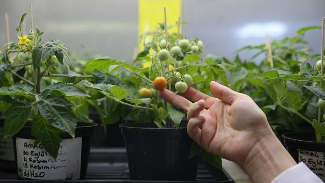 Türk bilim insanları, Ay ve Mars regolitleri benzerinde domates yetiştirdi