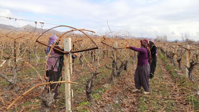 Elazığ'da üzüm üreticileri yoğun kar yağışı nedeniyle verimden umutlu