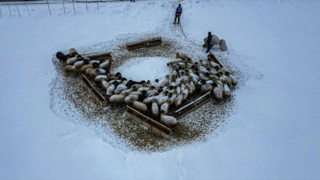 Erzurum'da besiciler kar ve dondurucu soğukla mücadele ediyor