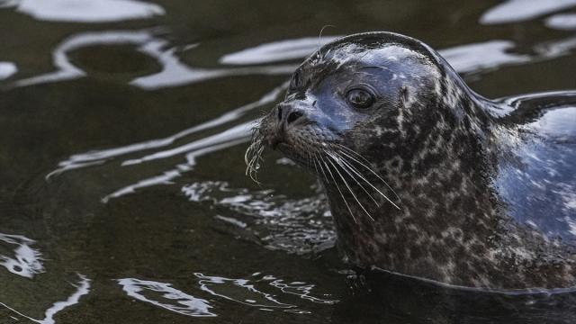 Dünyanın ilk modern açık hava müzesi Skansen'de İskandinavya’nın izleri yaşatılıyor