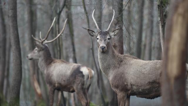 Ormanya'da yetiştirilen kızıl geyikler doğada adım adım izleniyor