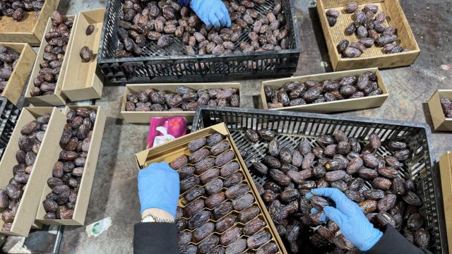 Barkodlara dikkat: İsrail hurmaları Filistin etiketiyle pazarlanıyor