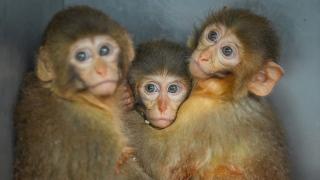 Polis denetiminde ele geçirilen makak maymunu yavrularına özenle bakılıyor