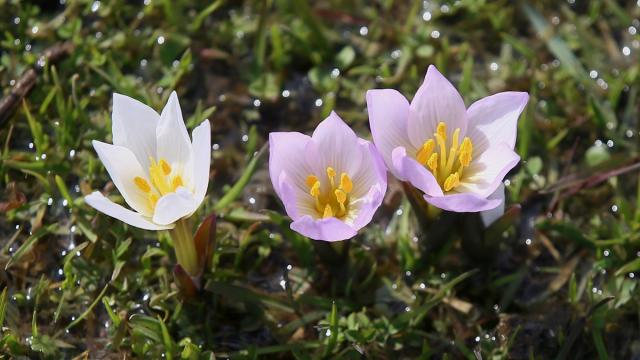 Muş Ovası'ndaki bazı araziler "baharın habercisi" çiğdemlerle renklendi
