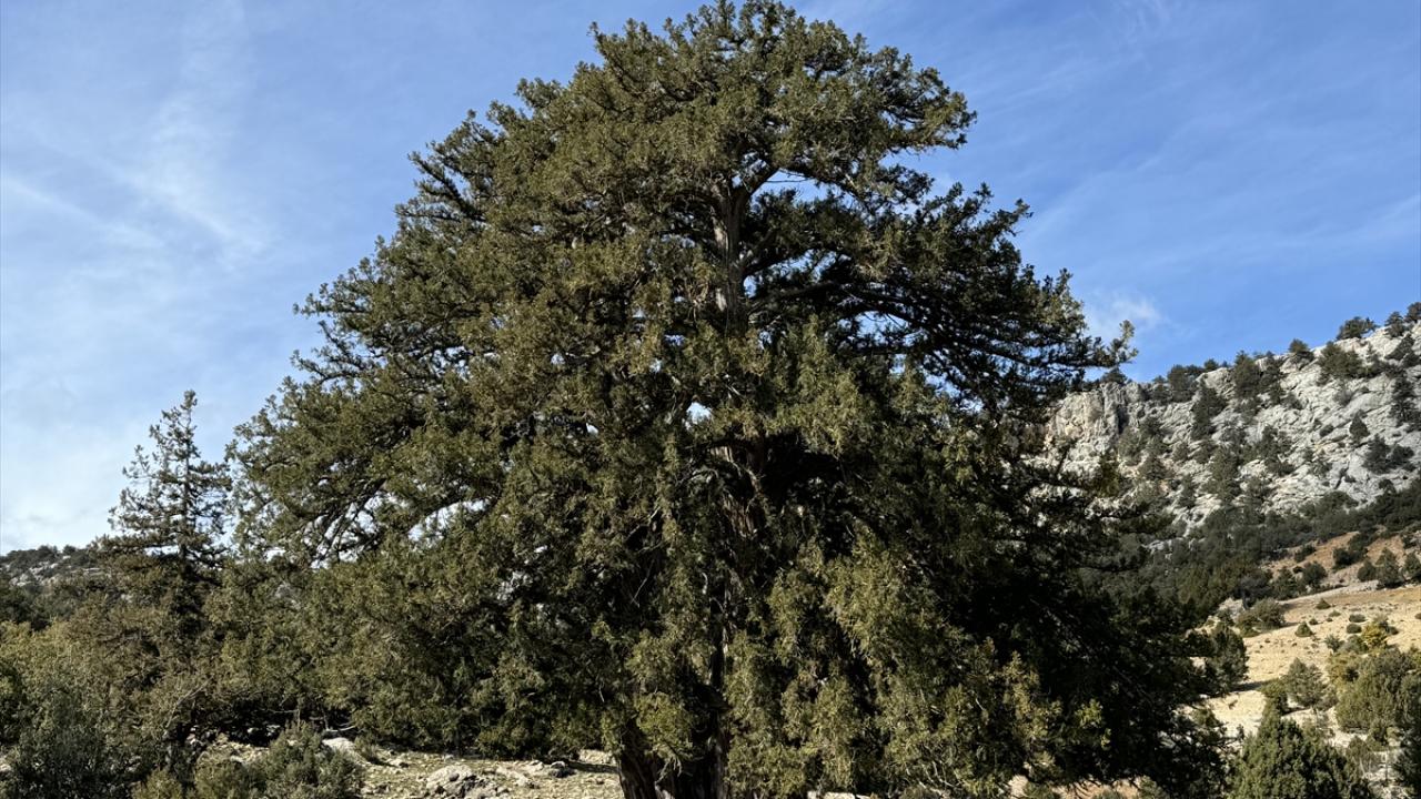 "Akçaalan`da böyle bir ağacın olması bize gurur veriyor"