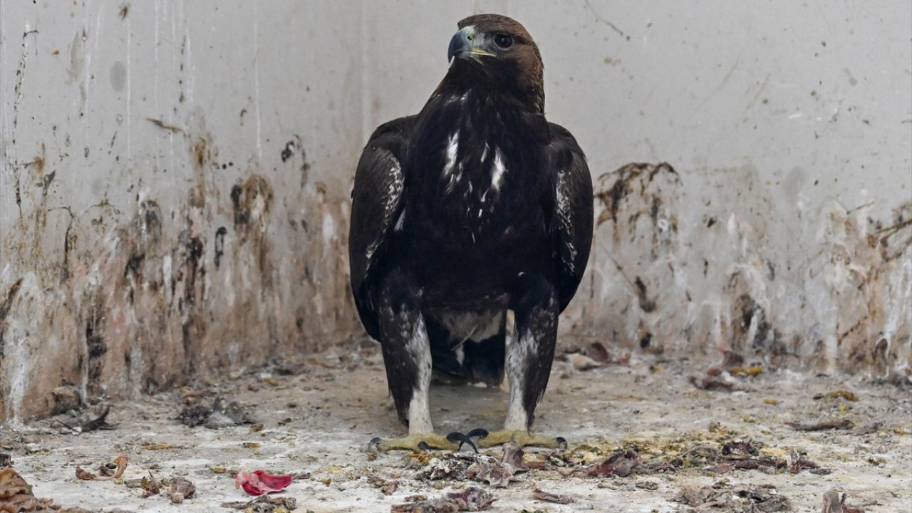 Doğaya dönemeyen kuşlar merkezde misafir ediliyor