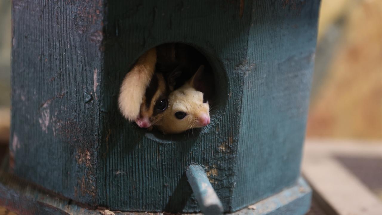 "Nesli tükenme eğiliminde olan hayvanlar"