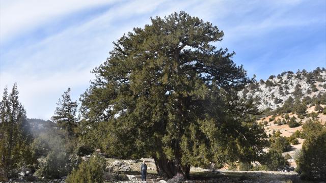 Karaman'da 1931 yaşındaki anıt ağaç asırlara meydan okuyor