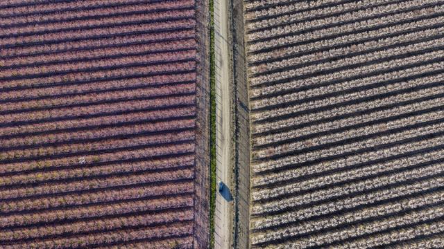 Hatay’da meyve ağaçları çiçek açtı