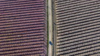 Hatay’da meyve ağaçları çiçek açtı